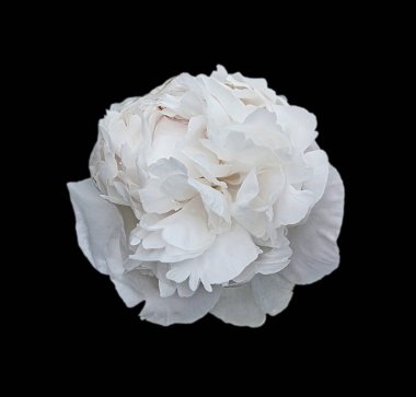 Siyah arka planda beyaz şakayık çiçeği