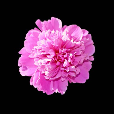 Güzel pembe şakayık, siyah arka planda izole edilmiş.