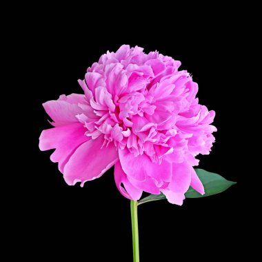 Güzel pembe şakayık, siyah arka planda izole edilmiş.