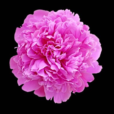 Güzel pembe şakayık, siyah arka planda izole edilmiş.