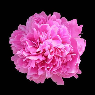 Güzel pembe şakayık, siyah arka planda izole edilmiş.