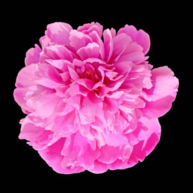 Güzel pembe şakayık, siyah arka planda izole edilmiş.