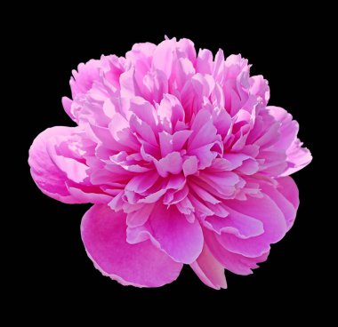 Güzel pembe şakayık, siyah arka planda izole edilmiş.