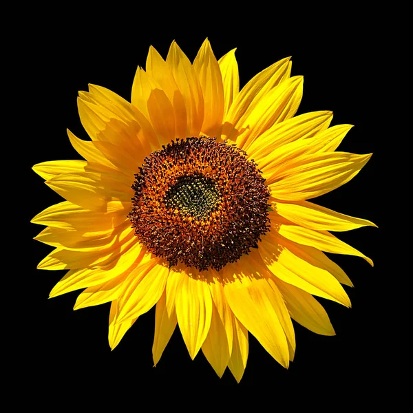 Güzel sarı ayçiçeği siyah bir arkaplanda izole edilmiş.