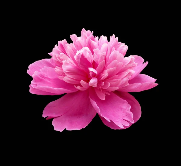 黒い背景に隔離された美しいピンクのピオニーの花 — ストック写真