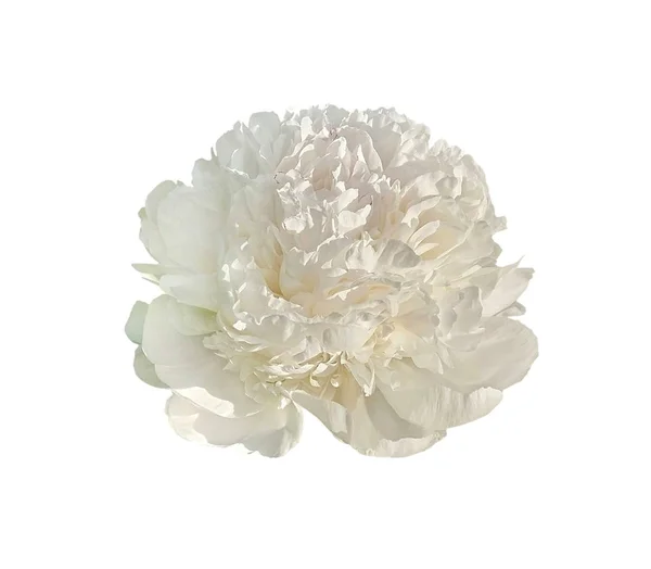 Fehér bazsarózsa virág elszigetelt fehér alapon — Stock Fotó