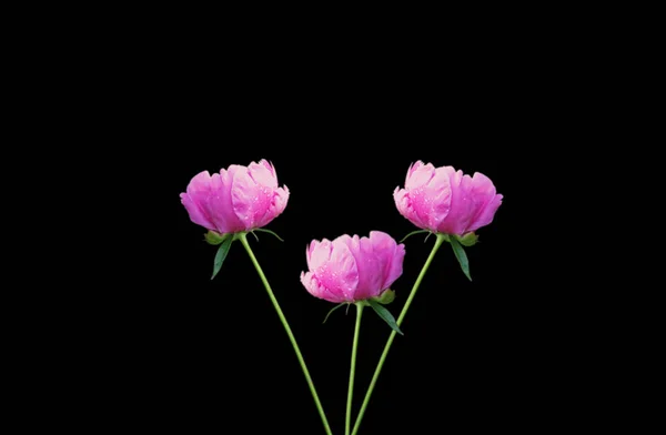 Beautiful pink peonies isolated on a black background — ストック写真