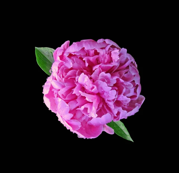 Różowy kwiat piwonii odizolowany na czarnym tle — Zdjęcie stockowe