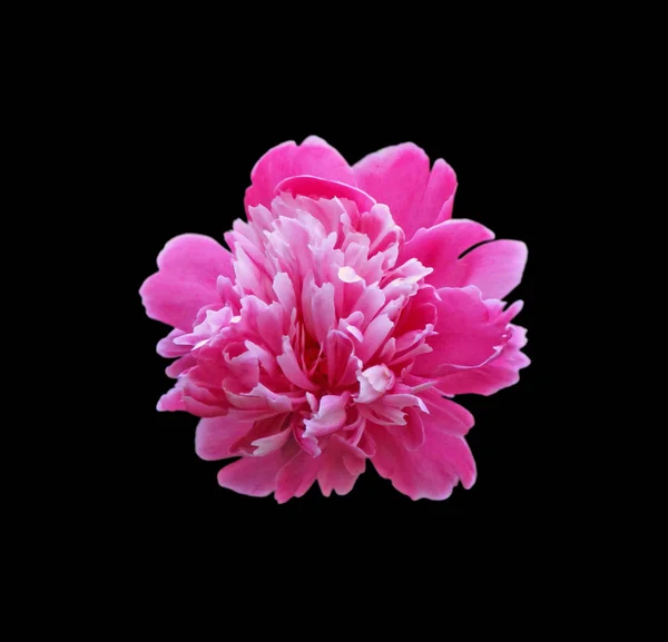 Pink peony flower isolated on a black background — 스톡 사진