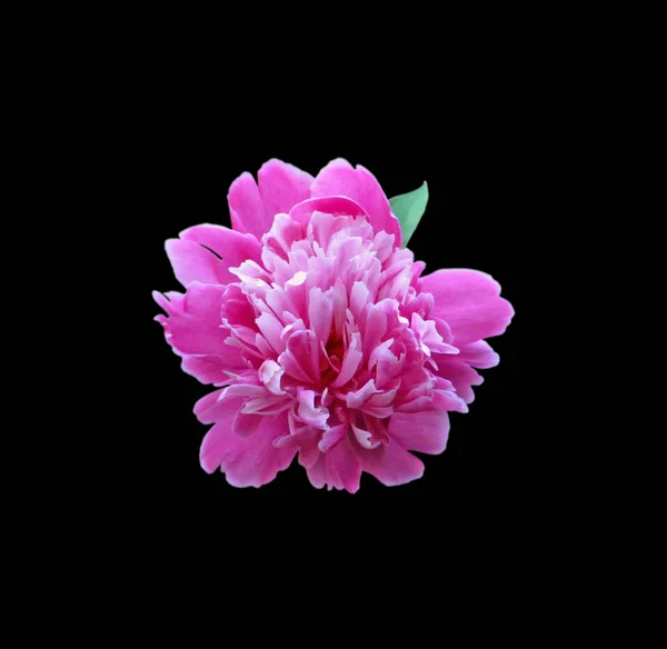 Рожева квітка півонії ізольована на чорному тлі — стокове фото