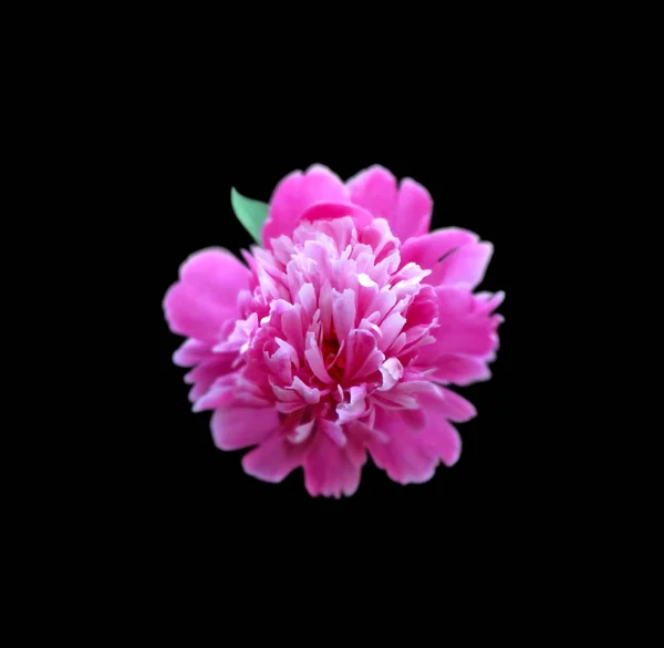 Рожева квітка півонії ізольована на чорному тлі — стокове фото