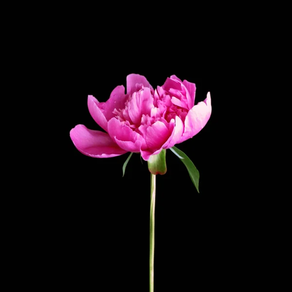 Siyah arka planda izole edilmiş pembe şakayık çiçeği.