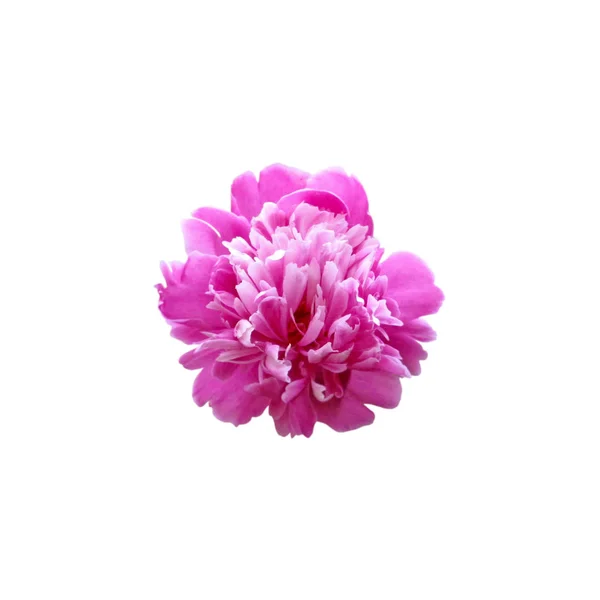 Roze pioen bloem geïsoleerd op een witte achtergrond — Stockfoto
