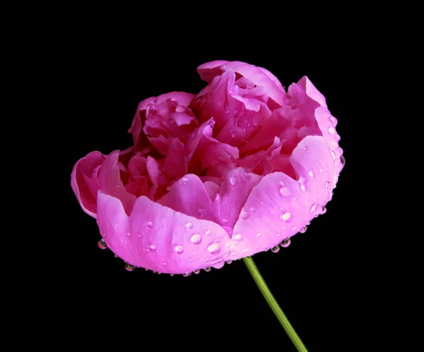 Beautiful pink peony isolated on a black background — ストック写真