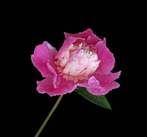 Flor Peonía Rosa Aislada Sobre Fondo Negro —  Fotos de Stock