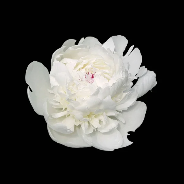 Witte pioenroos bloem geïsoleerd op een zwarte achtergrond — Stockfoto