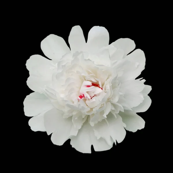 Siyah arka planda beyaz şakayık çiçeği