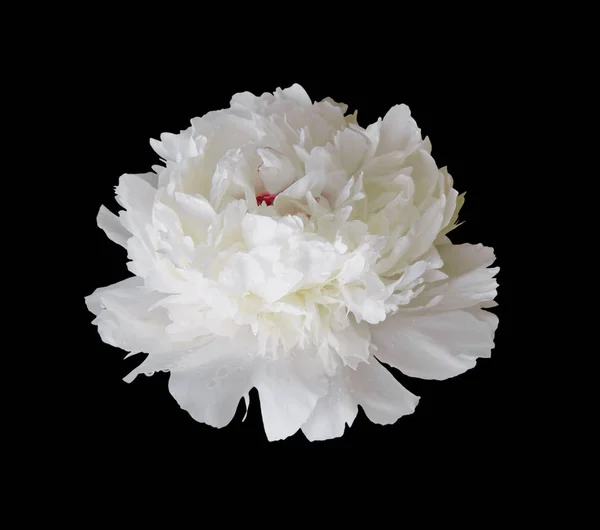 Witte pioenroos bloem geïsoleerd op een zwarte achtergrond — Stockfoto