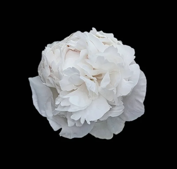 Siyah arka planda beyaz şakayık çiçeği