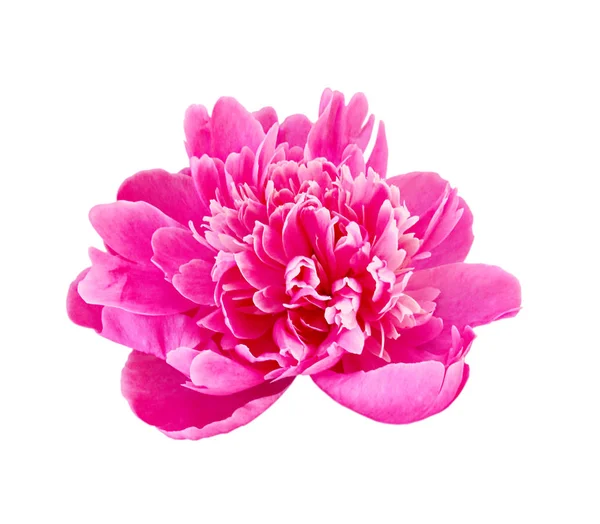 Beyaz bir arka plan üzerinde izole güzel pembe şakayık