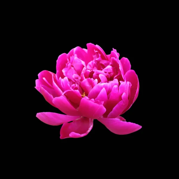 Beautiful pink peony isolated on a black background — Stock Photo, Image