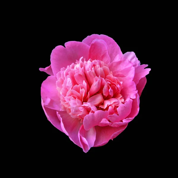 Flor de peônia rosa isolada em um fundo preto — Fotografia de Stock