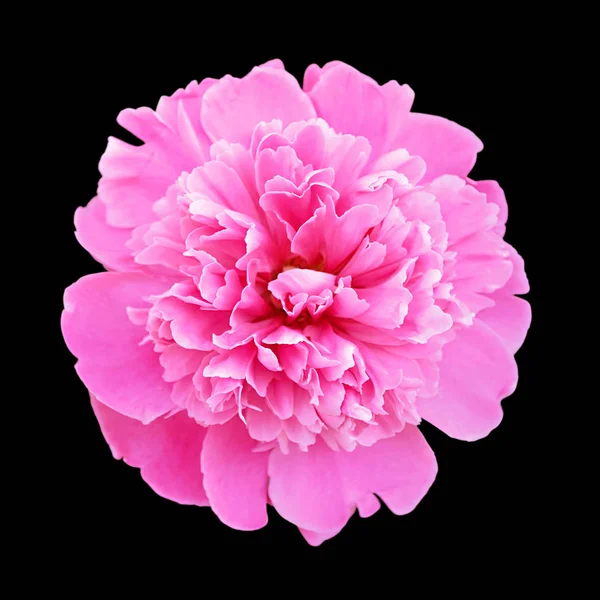 Beautiful pink peony isolated on a black background — ストック写真