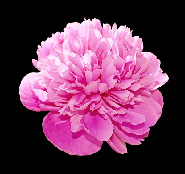 Beautiful pink peony isolated on a black background — ストック写真