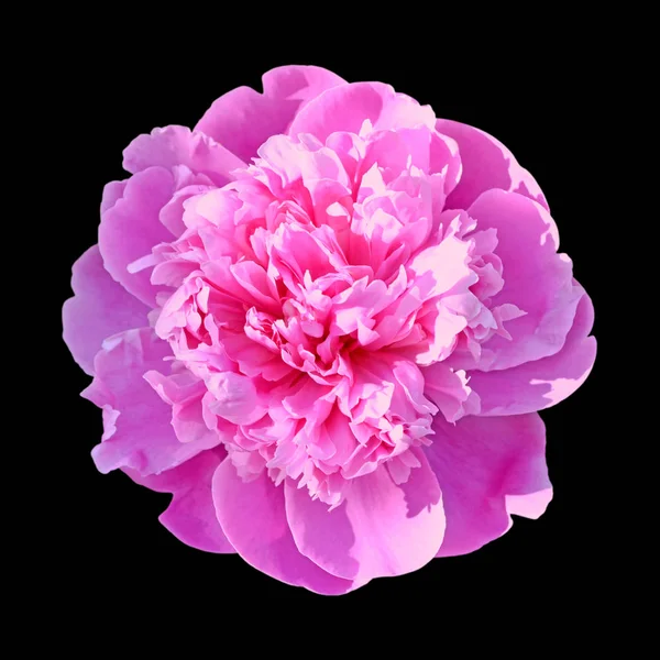 Beautiful pink peony isolated on a black background — ストック写真