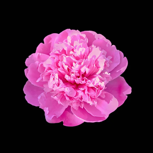 Beautiful pink peony isolated on a black background — ストック写真