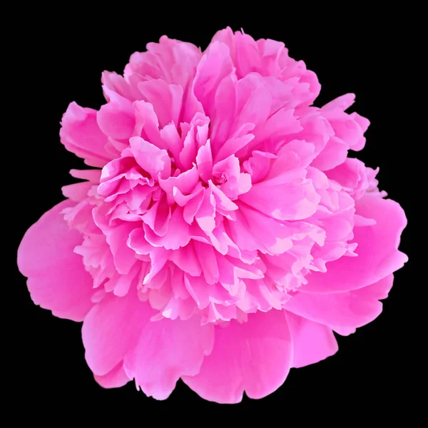 Bella peonia rosa isolata su sfondo nero — Foto Stock