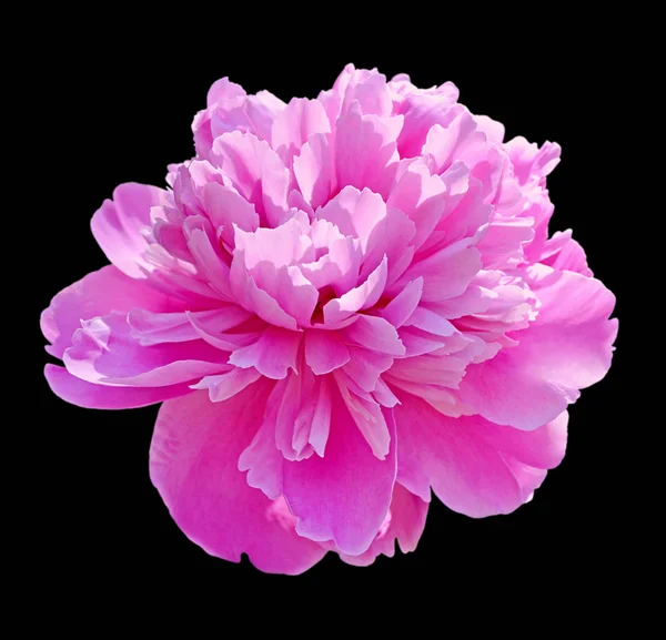 Beautiful pink peony isolated on a black background — ストック写真