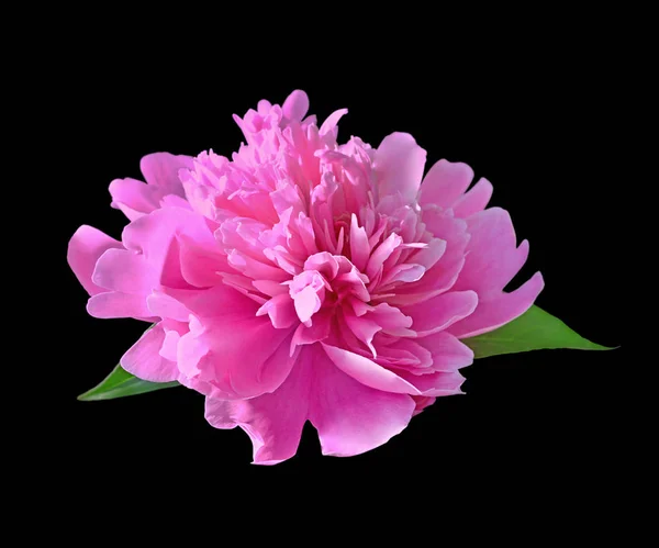 Beautiful pink peony isolated on a black background — ストック写真