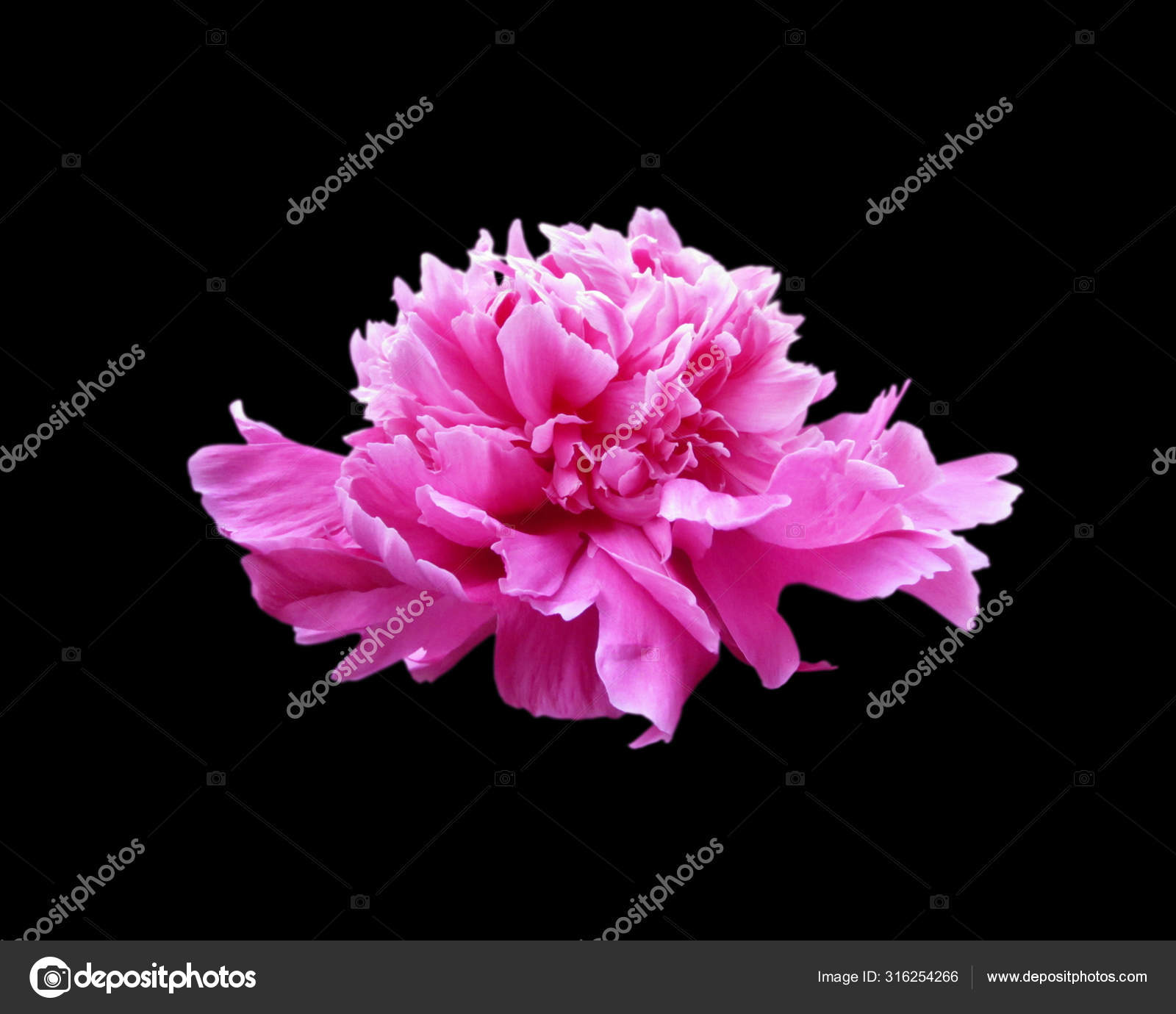 Beautiful Pink Peony Isolated On A Black Background Stock Photo C Kasyanova 316254266