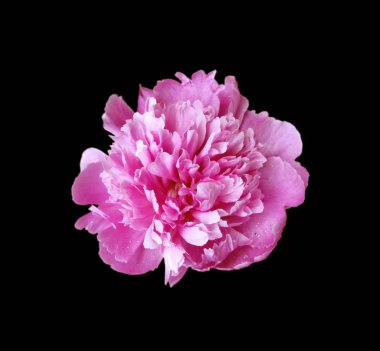 Güzel pembe şakayık, siyah arka planda izole edilmiş.