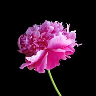 Güzel pembe şakayık, siyah arka planda izole edilmiş.