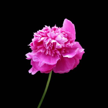 Güzel pembe şakayık, siyah arka planda izole edilmiş.