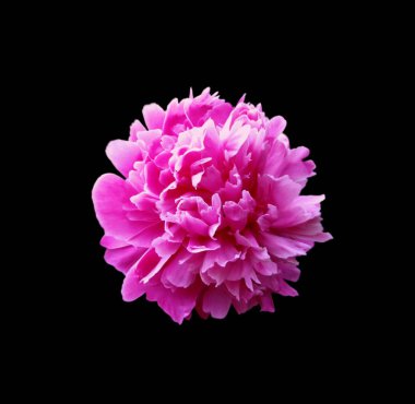 Güzel pembe şakayık, siyah arka planda izole edilmiş.