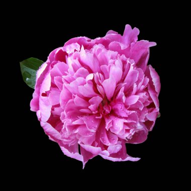 Güzel pembe şakayık, siyah arka planda izole edilmiş.