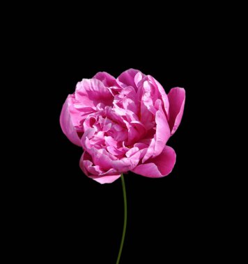 Güzel pembe şakayık, siyah arka planda izole edilmiş.