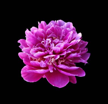 Güzel pembe şakayık, siyah arka planda izole edilmiş.