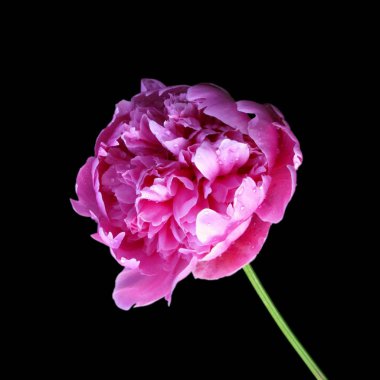 Güzel pembe şakayık, siyah arka planda izole edilmiş.