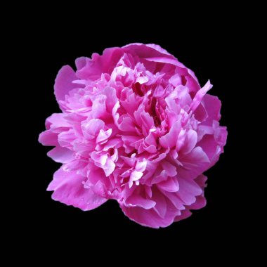 Güzel pembe şakayık, siyah arka planda izole edilmiş.