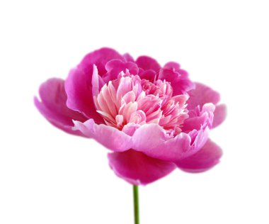 Beyaz bir arka plan üzerinde izole güzel pembe şakayık