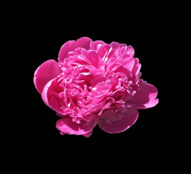 Güzel pembe şakayık, siyah arka planda izole edilmiş.