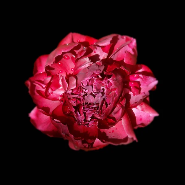 Fleur de pivoine bourguignonne isolée sur fond noir — Photo