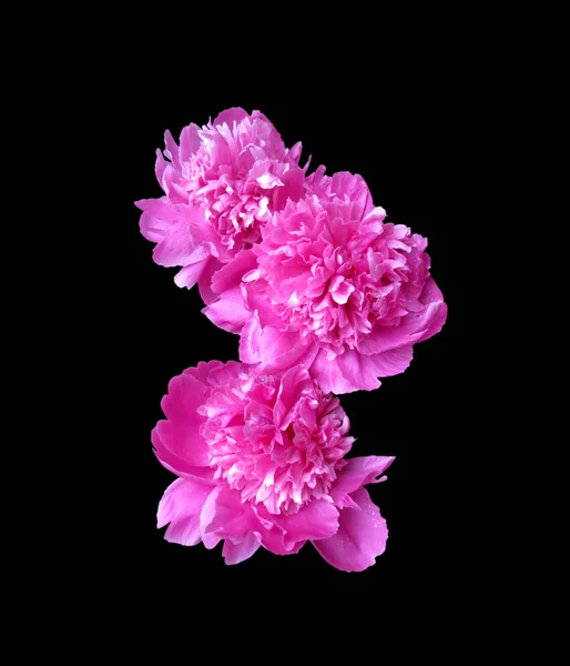 Beautiful pink peonies isolated on a black background — ストック写真