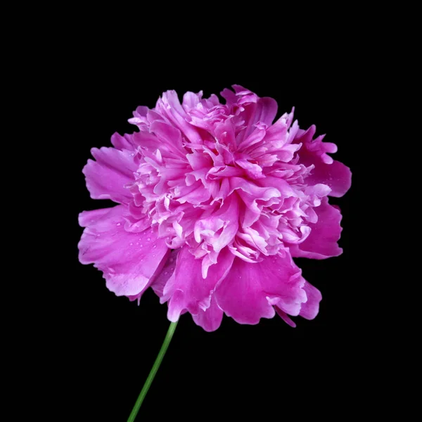 Güzel pembe şakayık, siyah arka planda izole edilmiş.