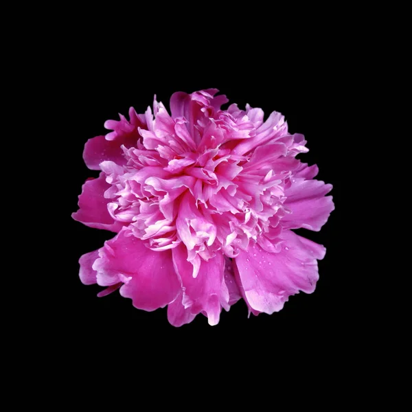 Vacker rosa pion isolerad på en svart bakgrund — Stockfoto