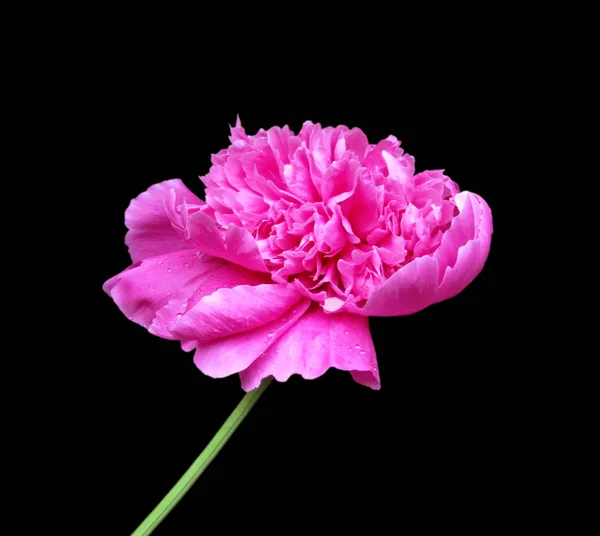 Linda peônia rosa isolada em um fundo preto — Fotografia de Stock